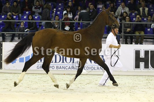 NADA BRAUN_MILANO_2010_SS3_4007.jpg